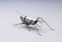 昆蟲標本箱藏品圖，第20張