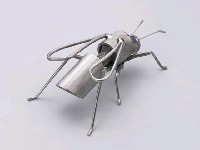 昆蟲標本箱藏品圖，第23張