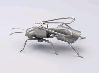 昆蟲標本箱藏品圖，第24張