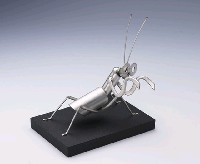 昆蟲標本箱藏品圖，第29張