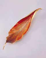 印象．花開的圖片