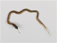 棕編昆蟲、爬蟲26個-8藏品圖，第1張