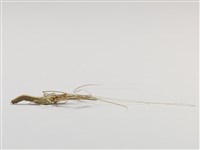 棕編昆蟲、魚蝦23個-5藏品圖，第4張