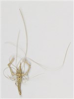 棕編昆蟲、魚蝦23個-5藏品圖，第7張