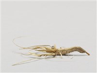 棕編昆蟲、魚蝦23個-6藏品圖，第2張