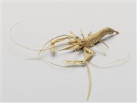 棕編昆蟲、魚蝦23個-6藏品圖，第1張