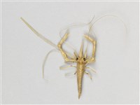 棕編昆蟲、魚蝦23個-6藏品圖，第6張