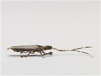 棕編昆蟲、魚蝦23個-12藏品圖，第4張