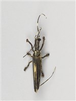 棕編昆蟲、魚蝦23個-14藏品圖，第6張