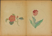 雙面繪設計草圖－鬱金香、茶花藏品圖，第1張