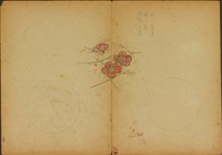 雙面繪設計草圖－鬱金香、茶花藏品圖，第2張