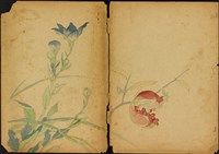 雙面繪設計草圖－菖蒲花與石榴藏品圖，第1張