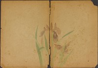 雙面繪設計草圖－菖蒲花與石榴藏品圖，第2張