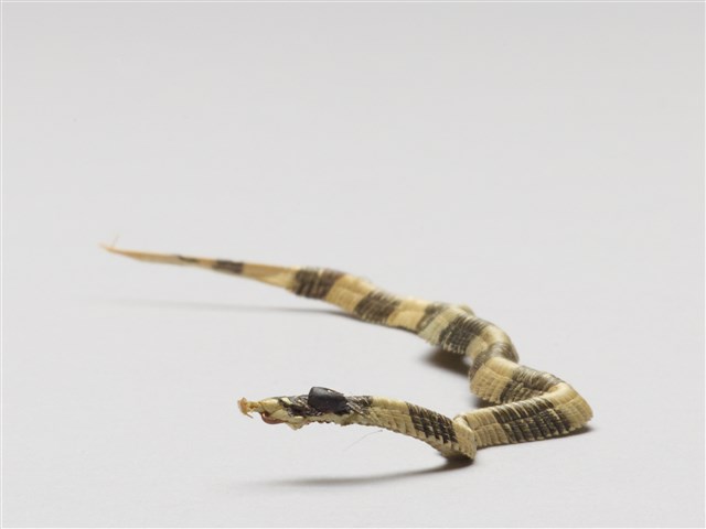 棕編昆蟲、爬蟲魚蝦23個-22的圖片