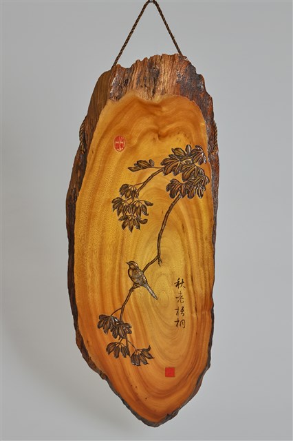 秋老梧桐的圖片
