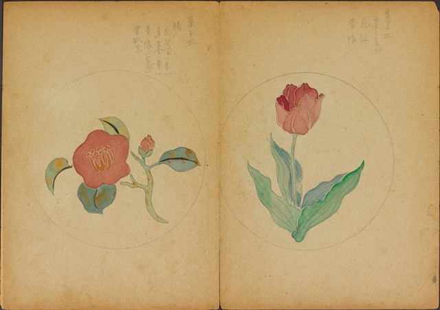 雙面繪設計草圖－鬱金香、茶花的圖片