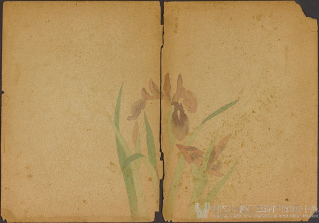 雙面繪設計草圖－菖蒲花與石榴藏品圖，第2張