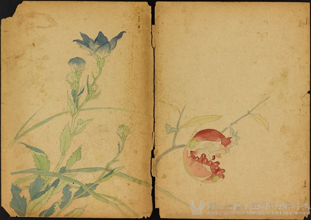 雙面繪設計草圖－菖蒲花與石榴藏品圖，第1張