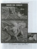 剪貼簿藏品圖，第35張