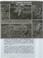 剪貼簿藏品圖，第48張