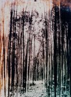 昭和5年竹山地區桂竹林照藏品圖，第1張