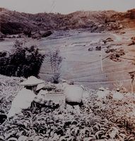 民國40年代魚池鄉採紅茶比賽照藏品圖，第1張