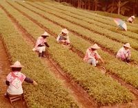 南投風光照片－採茶藏品圖，第1張