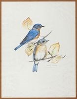 馬利蘭州州鳥-巴爾的摩金鶯油畫藏品圖，第1張