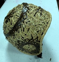 四分之三藏品圖，第2張