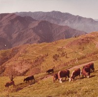 南投風光照片－山之牧(清境農場)藏品圖，第1張