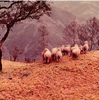 南投風光照片－清境農場藏品圖，第1張