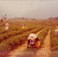 採茶風景藏品圖，第1張