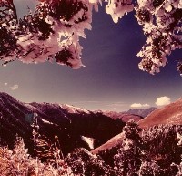 南投風光照片－松雪合歡藏品圖，第1張