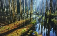 忘憂森林藏品圖，第1張