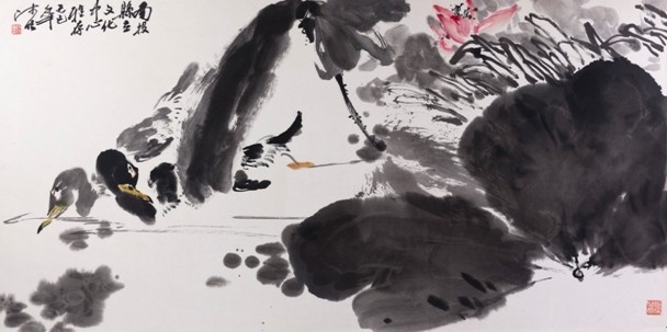 水鴨的圖片
