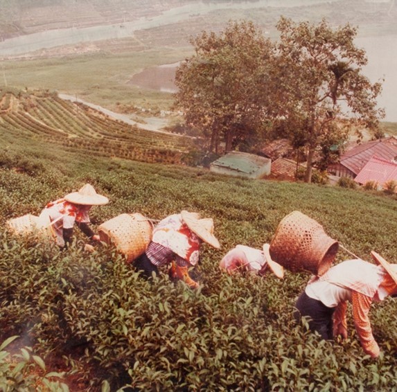 南投風光照片－茶園風光的圖片