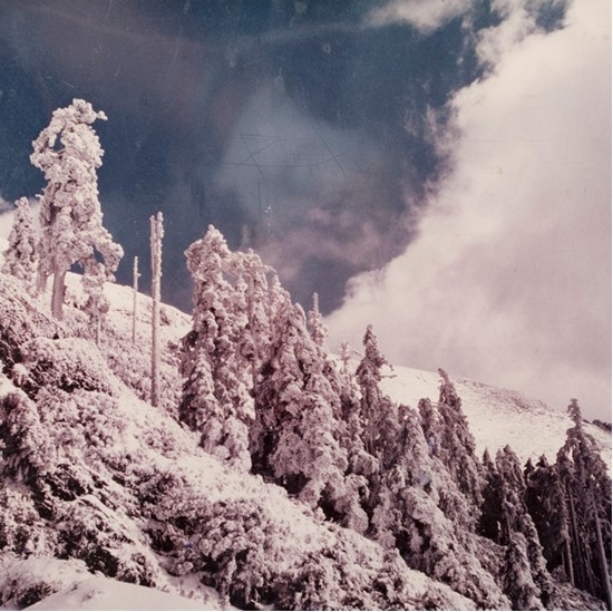 南投風光照片－翠峰雪樹（合歡山）的圖片