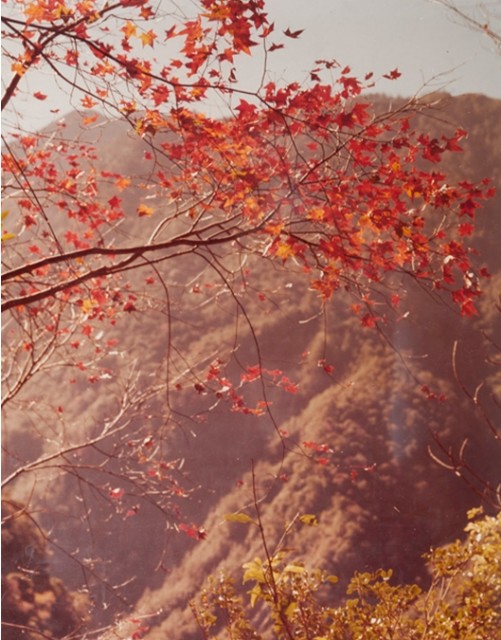 南投風光照片－楓葉層層（仁愛）的圖片