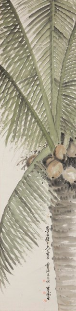 椰樹的圖片