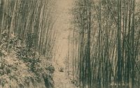 竹山桂竹林明信片的圖片