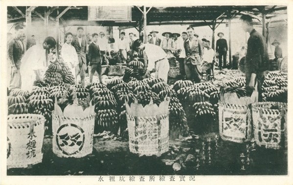 日治時期水裡坑檢查所檢查香蕉之明信片的圖片