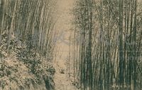 竹山桂竹林明信片藏品圖，第1張