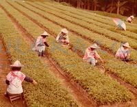 南投風光照片－採茶藏品圖，第1張