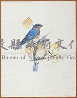 馬利蘭州州鳥-巴爾的摩金鶯油畫藏品圖，第1張