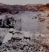 民國40年代魚池鄉採紅茶比賽照藏品圖，第1張