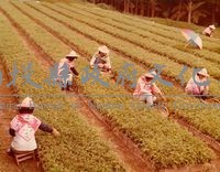 南投風光照片－採茶藏品圖，第1張