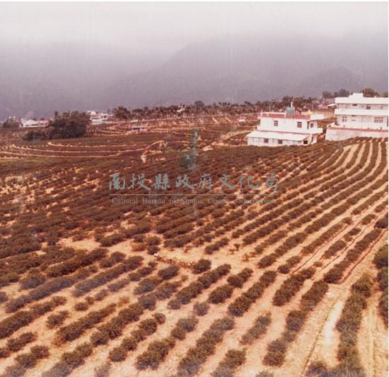 南投風光照片－阡陌毗連藏品圖，第1張