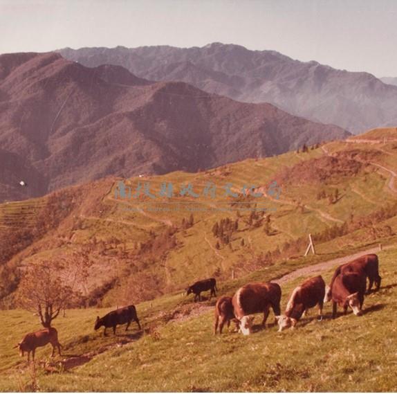 南投風光照片－山之牧(清境農場)藏品圖，第1張