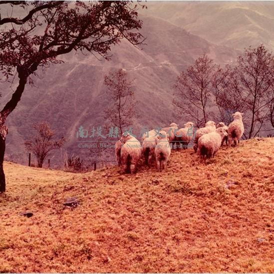 南投風光照片－清境農場藏品圖，第1張