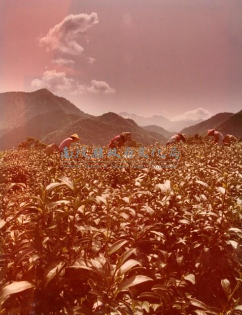 南投風光照片－採茶樂藏品圖，第1張